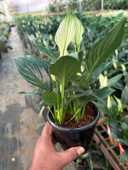 PECELILLY NEW TYPE BUSHY POT flowering stage