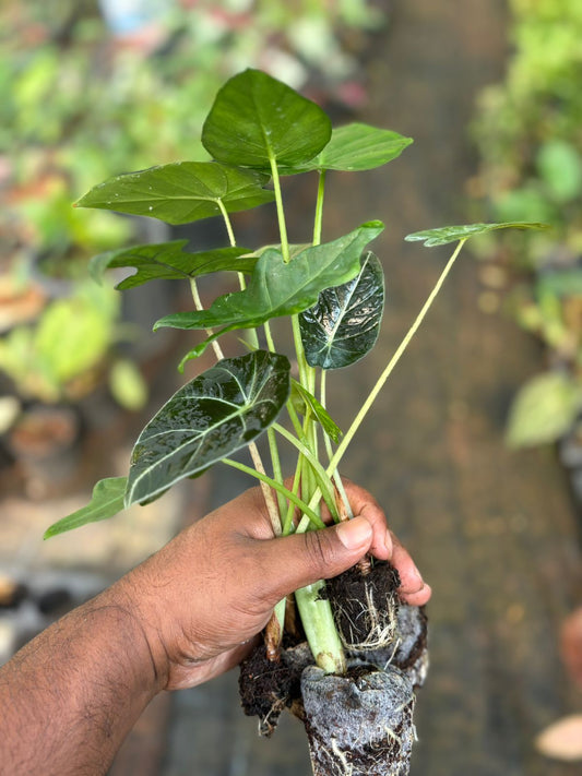 5 ALOCASIA SPROUTED BULBS COMBO 649/- JIFFY BAG & COCOPEAT