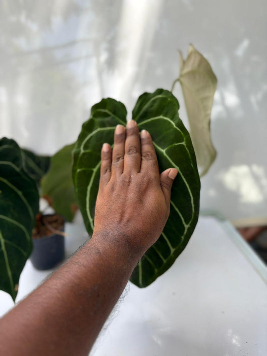 FOLIAGE ANTHURIUM HYBRIDS SINGLE PLANT IN POT