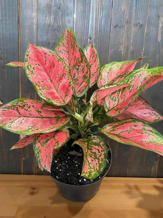 AGLONEMA PINK VALANTAIN  5-8 CM PLANT IN NET POT