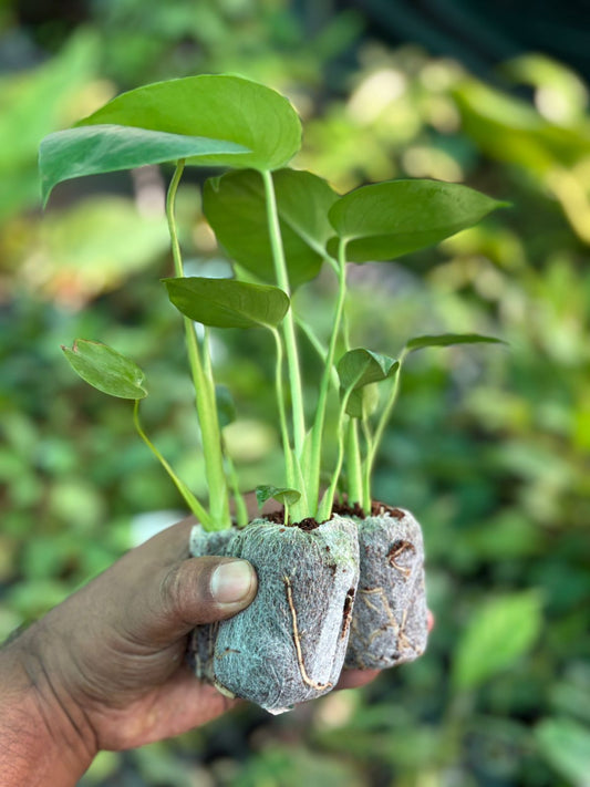 MONSTERA COMBO 366 /- MONSTERA DELICIOUSA 3   PLANTS IN JIFFY BAGS