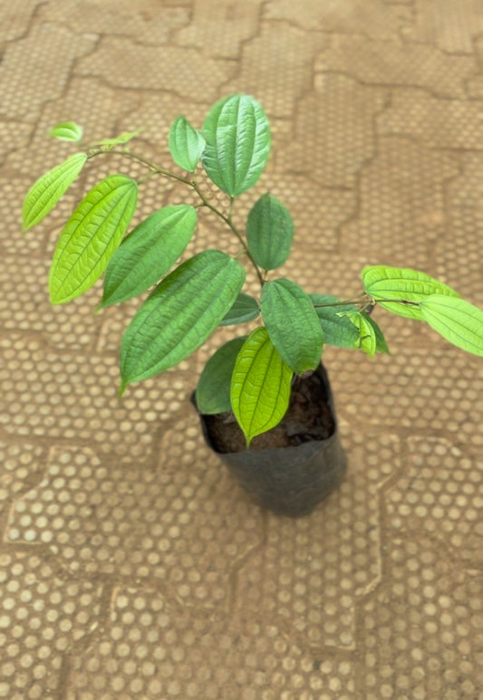 Bauhinia Coccinea Rooted plant in poly bag