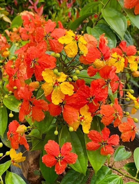 3 flowering combo 484/- Bauhinia Coccinea Rooted plant in poly bag ,manimulla,golden cascade in jiffy bag