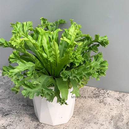 ASPELINUM LESLI -  BIRD NEST FERN SMALL PLANT IN JIFFY BAG