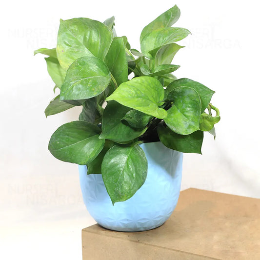 GREEN POTHOS ( MONEY PLANT ) IN NET POT