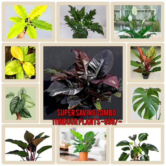SUPER SAVING COMBO 999/- ,11 INDOOR PLANTS IN JIFFY BAGS