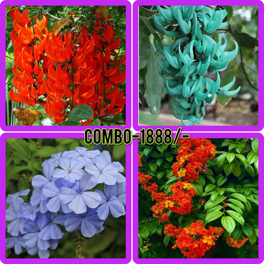 exotic flowering combo 1888/- red jade vine,bluejade vine,bauhinia coccinia,plumbago auriculata