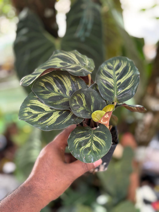 Calathea MAKOYANA  (Well Rooted Plant Without Pot)