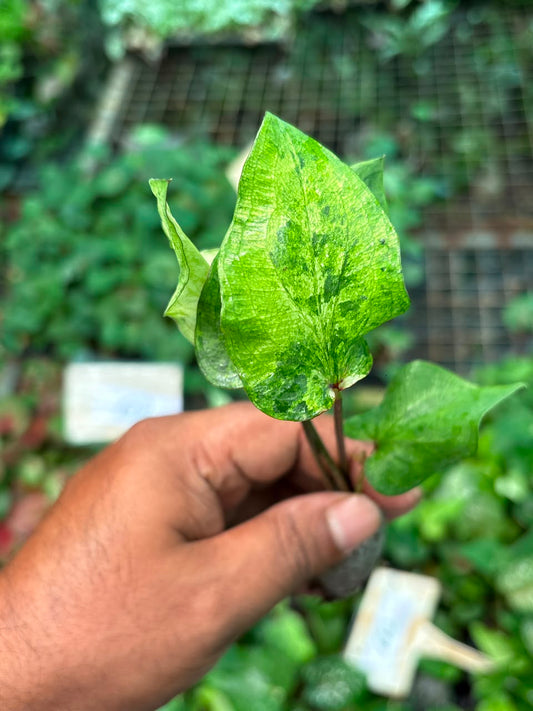 Thai Dwarf Caladium  CLONE NO 2 Sprouted Bulb in paper bag