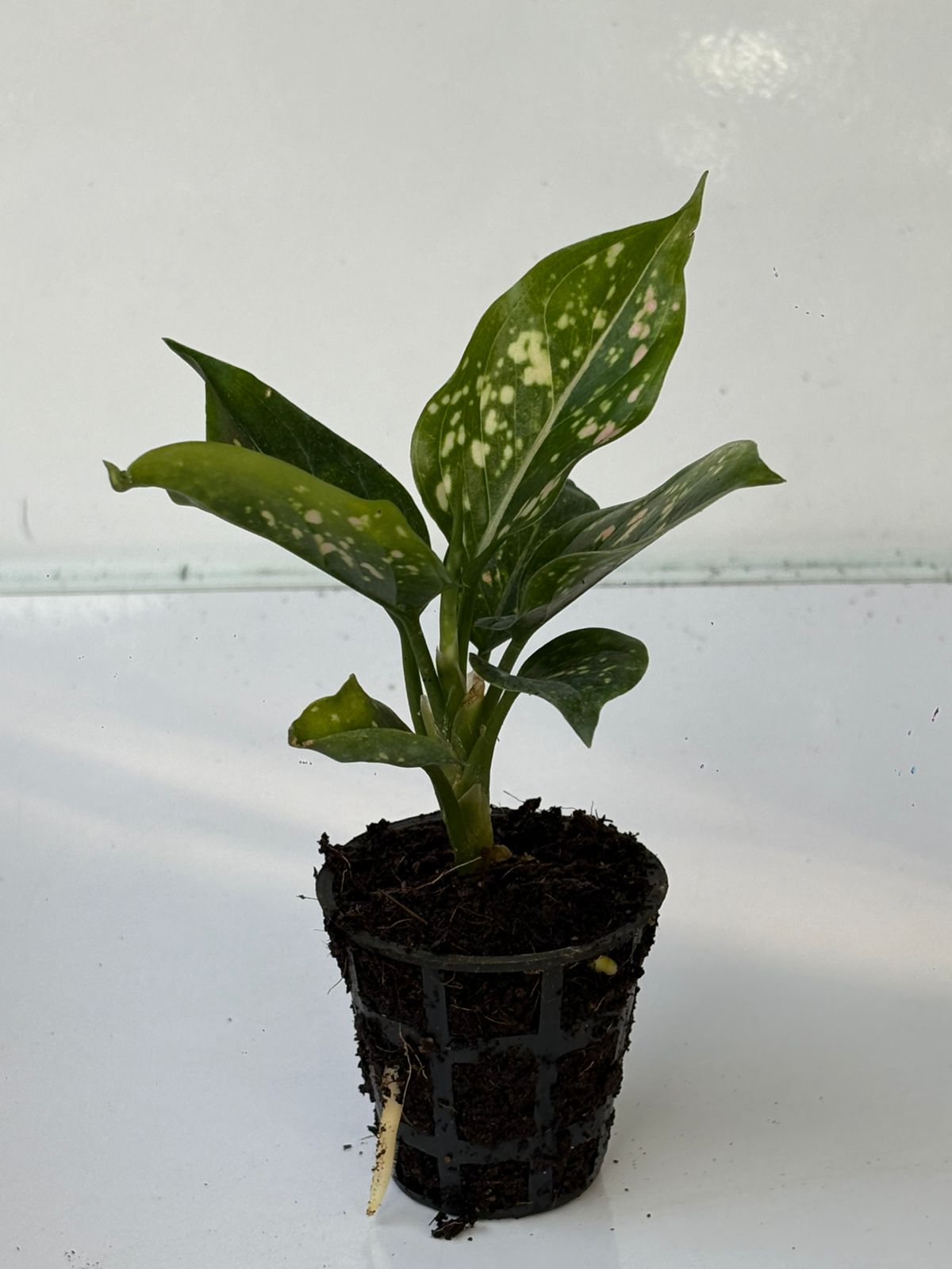 dalmatian plant pot AGLONEMA PINK DALMATIAN 5-8 CM IN NET POT – pazhassigarden