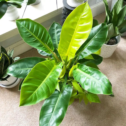 MOONSHINE PHILODENDRON IN 3" POT