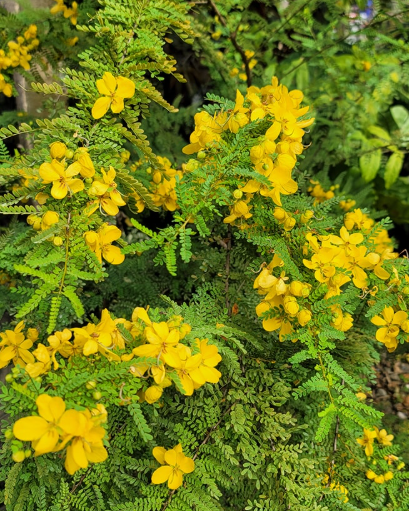Cassia Biflora, Garlic Vine, Golden Cascade, Yesterday Today Combo