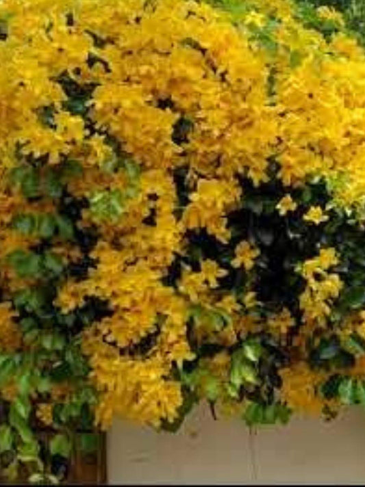 Cats Claw Set of 2 well rooted Plants in Polybags