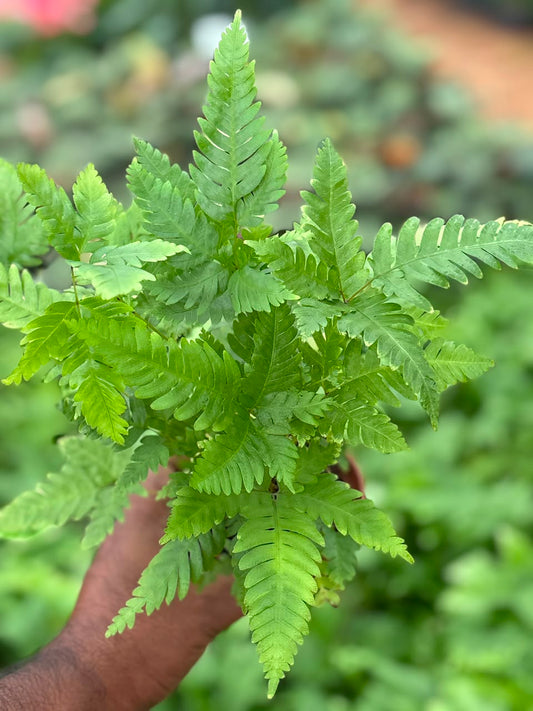 DRYOPTERIS FERN IN 3" POT IMPORTED PLANT 590/-