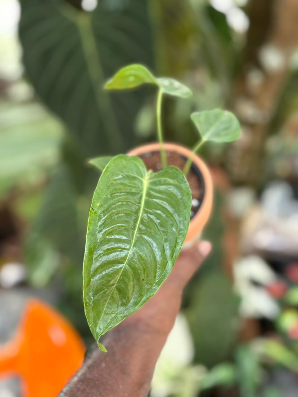 King Veitchii Foliage Anthurium in Pot – pazhassigarden