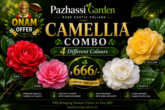 4 DIFFERENT CAMELLIA ONAM COMBO 666