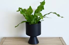 CROCODILE FERN IN JIFFY BAG