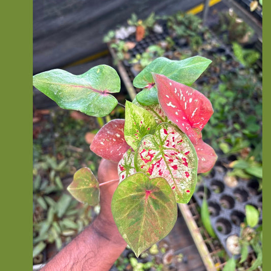 5 RARE EXOTIC THAI CALADIUM SPROUTED BULBS COMBO 777/- IN JIFFY BAGs