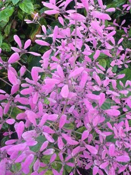 Congea Tomentosa (Rooted Plant in Nursery bag)