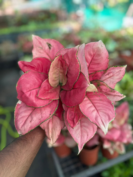 AGLONEMA AUSPICIOUS RED  BUSHY  POT