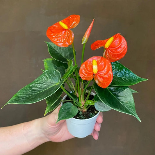 SEEDLING COMBO OF 5 FLOWERING ANTHURIUMS IN PAPER BAG 590/- ONAM OFFER