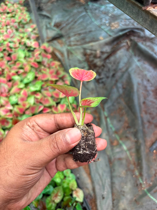 Thai Dwarf Caladium  dara nopparat Sprouted Bulb in paper bag