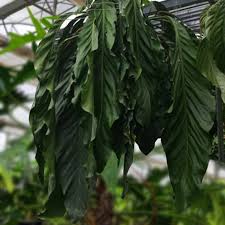 Big Bill Foliage Anthurium in Jiffy bag