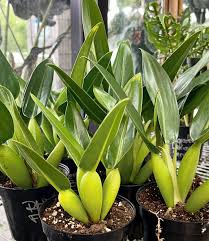 Philodendron fat boy  ( martianum) (Tissue Culture Plant in Jiffy Bag)