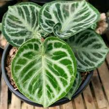 FOLIAGE ANTHURIUM DORAYAKI ORIGINAL IN JIFFY BAG