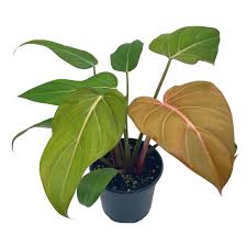 Philodendron SUMMER GLORY  (Plant in Jiffy Bag)