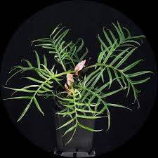 Philodendron TORTUM  (Plant in Jiffy Bag)
