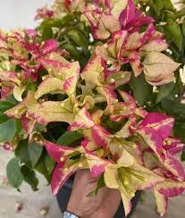BOUGAINVILLEA THREE STAR PLANT IN 5" COVER