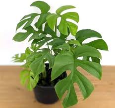 MONSTERA MINIMA (Rhaphidophora Tetrasperma) (Tissue Culture Plant in Jiffy Bag)