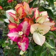 BOUGAINVILLEA SUFIA INDIA IN  3" cover