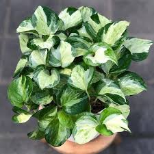 MANJULA POTHOS ( MONEY PLANT) IN 3" POT