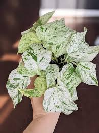 MARBLE QUEEN POTHOS ( MARBLE QUEEN MONEY PLANT) IN 3" POT