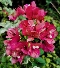 BOUGAINVILLEA RED SEPTEMBER IN 3" POT