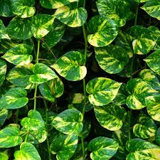 GOLDEN POTHOS ( MONEY PLANT ) IN NET POT