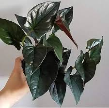 BLACK POTHOS ( MONEY PLANT ) IN NET POT