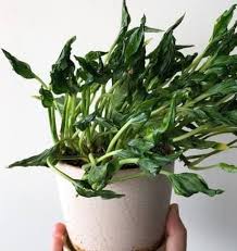 SLEEPING POTHOS ( MONEY PLANT ) IN NET POT