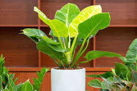 Philodendron moon shine  (Tissue Culture Plant in Jiffy Bag)