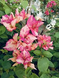 BOUGAINVILLEA ARJUNA IN |3" cover