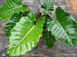 Philodendron jungle fever  (Tissue Culture Plant in Jiffy Bag)