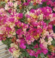 BOUGAINVILLE CHITHRA INDIA IN 3" POT