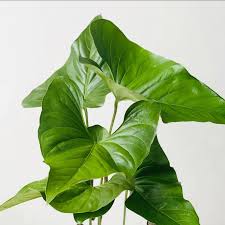 anthurium watermaliense FOLIAGE ANTHURIUM WATERMALIENSE IN JIFFY BAG – pazhassigarden