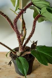 Squamiferum Philodendron (Tissue Culture Plant in Jiffy Bag)