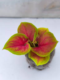 THAI DWARF CALADIUM HOTLIPS IN JIFFY BAG