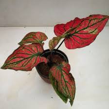 Caladium 'Daging Maha Ming Mongkol in jiffy bag