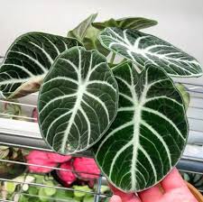 Alocasia Ninja sprouted bulb in jiffy bag
