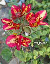 BOUGAINVILLEA WAJID ALI RED IN 3" cover